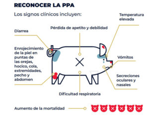 Cómo detectar la PPA en la granja y actuar a tiempo
