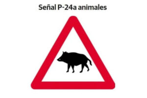 El jabalí provoca en Castilla y León 3.500 accidentes de tráfico anuales