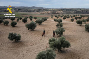 Aumenta la vigilancia en Toledo para la campaña de aceituna