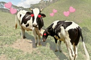 Las vacas tienen mejores amigas