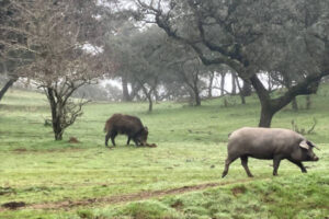 Andalucía: Piden ampliar las batidas de jabalí hasta el 15 de marzo