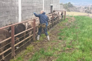 Aragón inicia la vacunación frente a DNC en la frontera con Francia