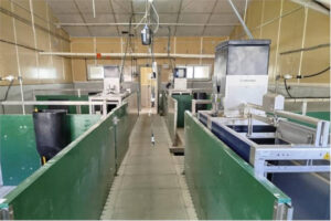 Digitalizar la granja porcina para avanzar hacia una producción más sostenible
