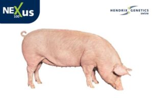 Nexus 100, de Hendrix Genetics Swine, una integración genética con impacto en toda la cadena porcina