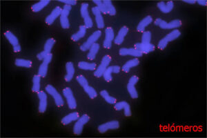 Importancia de los extremos de los cromosomas del trigo para su mejora genética
