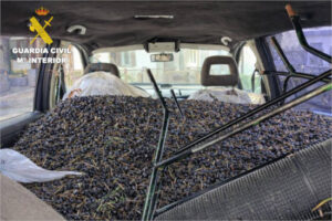 La Guardia Civil detiene a tres personas por el hurto de aceitunas en Toledo