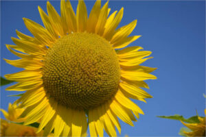 El girasol es clave en las rotaciones pero hay que elegir el híbrido adecuado