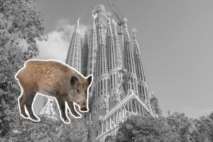La PPA  llega a Barcelona: la Generalitat cierra el acceso a Collserola