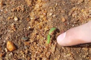 Acor prevé superar las 11.000 ha de remolacha y anima a sembrar en una campaña con buenas perspectivas