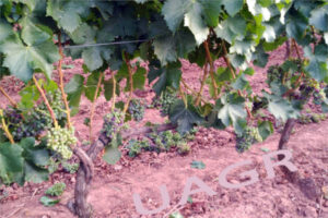 Tres puntos muy negativos en la normativa riojana de vendimia en verde según UAGR