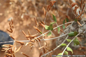 Opciones para combatir la Xylella: La EFSA quiere que des tu opinión