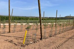 La fauna cinegética obliga a Cataluña a invertir 2 M€ en protecciones de cultivos