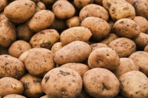 La patata de Segovia pide vigilancia sanitaria contra la semilla contaminada