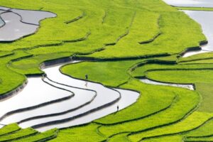 ¿Cómo queda el arroz con el nuevo sistema de preferencias generalizadas?
