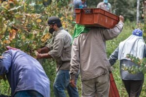 El Gobierno aprueba la regularización extraordinaria de inmigrantes y COAG la respalda como solución a la falta de mano de obra agraria