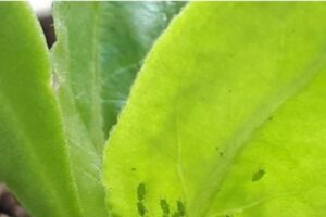 El pulgón verde de la amarillez ya ha llegado a la remolacha francesa
