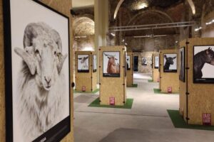 Almagro se convierte en epicentro de la cultura del ovino y caprino con el roadshow Bestiarium