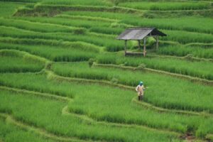 De EEUU a Europa: la crisis global del arroz toca las puertas de la UE
