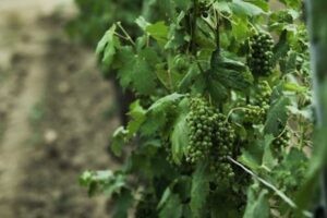 Vendimia en verde en La Rioja: menos dinero, más trámites y dos tercios menos de solicitudes