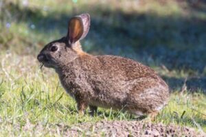 El seguro agrario castiga al productor frente a la fauna, denuncia ASAJA
