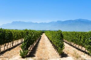 Francia asegura 40 millones para su vino mientras España sigue sin plan