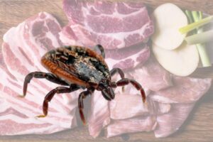 La garrapata que te hace «vegetariano»: el riesgo del Alfa-gal