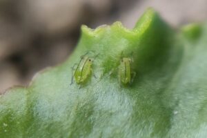 Ya se han detectado los primeros pulgones verdes en la remolacha holandesa