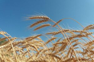 ¿Cuánto cereal perderá el campo español por culpa del estrés hídrico?