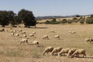 Un mes sin inmunizar al rebaño: la crisis sanitaria que hereda el nuevo consejero de Extremadura