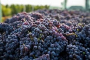La cosecha española de vino cae a mínimos históricos mientras los aranceles de EE. UU. presionan las exportaciones