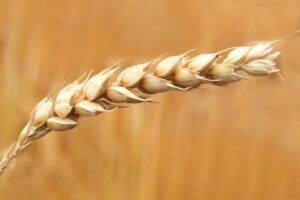 El USDA prevé la peor cosecha de trigo en EE. UU. de los últimos 50 años