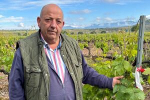 Primera mancha de mildiu de la campaña 2026 en La Rioja