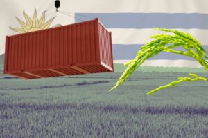La cuota de arroz Mercosur-UE se ha agotado en 21 días