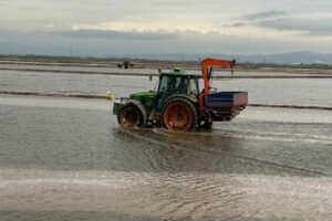 La siembra del arroz costará 3 millones más por el gasóleo y la urea, según AVA-Asaja