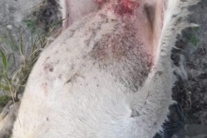 El asedio de la mosca negra dispara los abortos y el estrés en el ovino aragonés