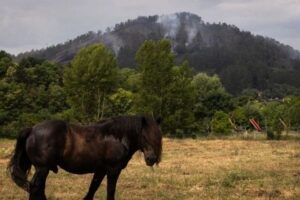 Un verano de alto riesgo en los campos cordobeses