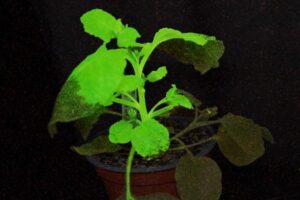 El CSIC diseña plantas que cambian de color cuando se infectan por un virus