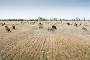 Sin ganaderos ni agricultores no hay suelo fértil ni pueblos vivos, recuerda UPA