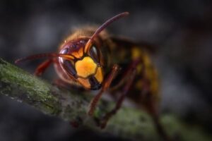 La avispa asiática amenaza con arrasar el 65% de la producción de miel en Cataluña