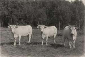 Tres vacas para sellar la paz más antigua de Europa