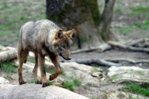 El Gobierno aprueba el informe que confirma el estado favorable del lobo