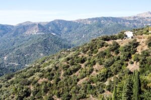 España acumula biomasa sin aprovechar mientras crecen los incendios extremos