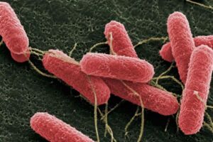 Desarrollan una molécula que podría disminuir la carga de Escherichia coli en bovinos