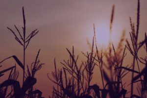 El calor extremo amenaza el tomate y el maíz en Extremadura