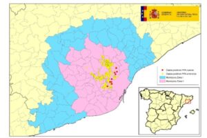 Más de trescientos jabalíes infectados: el balance actualizado del brote catalán