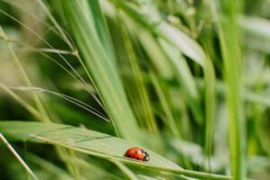 Los europeos quieren protección de la biodiversidad pese a la crisis económica