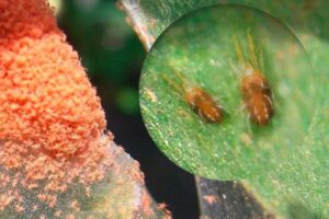 El MAPA deniega la autorización excepcional de la Abamectina contra araña roja en el maíz