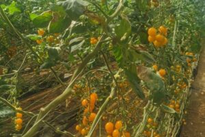 Andalucía solicita por segunda vez a Hacienda una rebaja general de los módulos agrarios