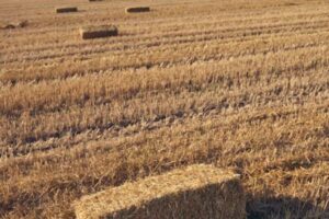 Piden excluir a las cosechadoras de la nueva normativa de prevención de incendios en Castilla-La Mancha