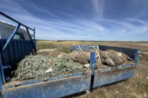 Un rebaño paralizado en Valladolid tras la muerte de varias ovejas en campos sembrados dentro de la cañada real